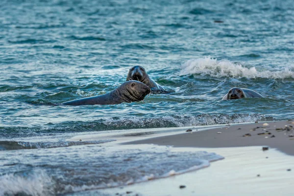 Las focas del puerto nadan en el océano. Foto de Falsterbo en Scania, Suecia — Foto de Stock