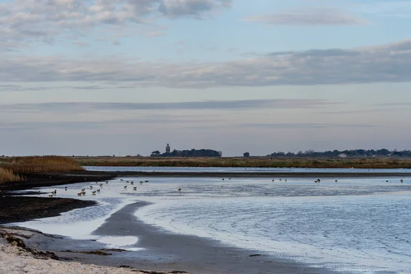 Een zandkust bij een prachtig natuurgebied. Foto van Falsterbo in Scania, Zweden — Stockfoto