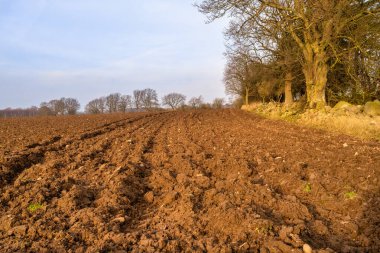 Günbatımından yeni çekilmiş altın bir tarla. Fotoğraf: Eslov, Scania, İsveç