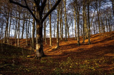 Altın renklerle süslenmiş bir sonbahar ormanı. Fotoğraf: Fyle Vadisi, Scania, İsveç