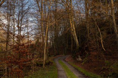 Altın renklerle süslenmiş bir sonbahar ormanı. Fotoğraf: Fyle Vadisi, Scania, İsveç