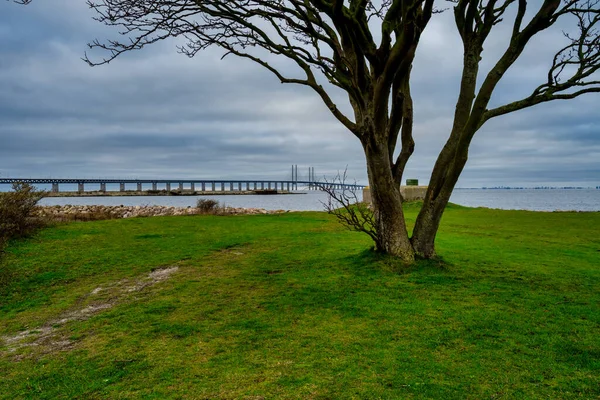 Strom a zelená tráva v popředí a výhled na oceán s mostem v pozadí. Obrázek z Malmö, Švédsko — Stock fotografie