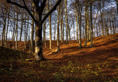 Altın renklerle süslenmiş bir sonbahar ormanı. Fotoğraf: Fyle Vadisi, Scania, İsveç
