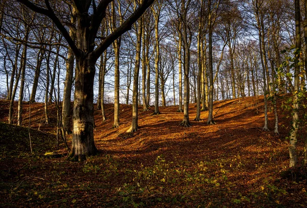 Une forêt d'automne orne de couleurs dorées. Photo de la vallée du Fyle, Scania, Suède — Photo