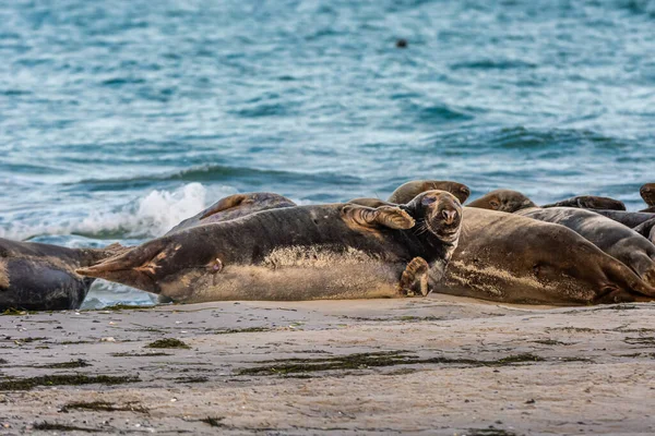 Una colonia de focas portuarias descansando en un banco de arena cerca del océano. Foto de Falsterbo en Scania, Suecia — Foto de Stock