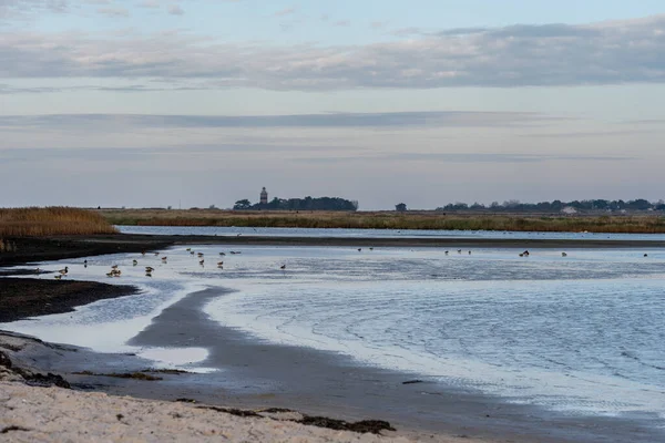 Una costa arenosa en una hermosa reserva natural. Foto de Falsterbo en Scania, Suecia — Foto de Stock