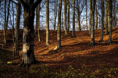 Altın renklerle süslenmiş bir sonbahar ormanı. Fotoğraf: Fyle Vadisi, Scania, İsveç