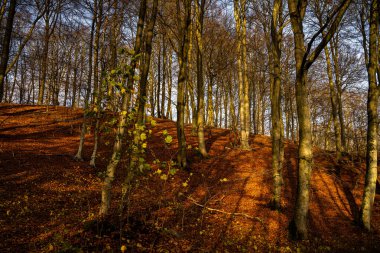 Altın renklerle süslenmiş bir sonbahar ormanı. Fotoğraf: Fyle Vadisi, Scania, İsveç