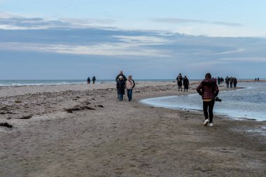 İnsanlar bir liman foku kolonisi görmek için doğa koruma alanında yürüyüş yapıyorlar. Fotoğraf İsveç, İskandinav Falsterbo 'dan.
