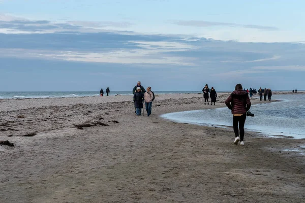 İnsanlar bir liman foku kolonisi görmek için doğa koruma alanında yürüyüş yapıyorlar. Fotoğraf İsveç, İskandinav Falsterbo 'dan.
