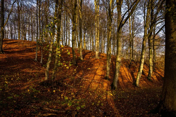 Uma floresta de outono adornam em cores douradas. Imagem do vale do Fyle, Scania, Suécia — Fotografia de Stock