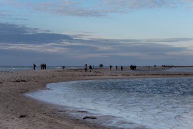 İnsanlar bir liman foku kolonisi görmek için doğa koruma alanında yürüyüş yapıyorlar. Fotoğraf İsveç, İskandinav Falsterbo 'dan.