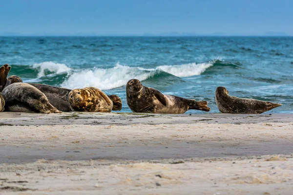 Una colonia de focas portuarias descansando en un banco de arena cerca del océano. Foto de Falsterbo en Scania, Suecia — Foto de Stock