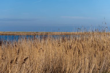 Kuru, uzun otlar ve kumlu bir doğa rezervi. Arka planda mavi gökyüzü ve okyanus. Fotoğraf Falsterbo, Scania, Güney İsveç 'ten