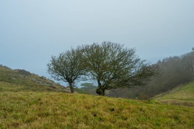 Sisli bir arazide iki ağaç. Fotoğraf: Kullen Doğa Koruma Alanı, İskandinav, İsveç