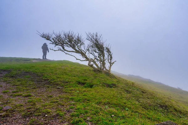 Ett ensamt träd i ett dimmigt landskap. Bild från Kullens naturreservat, Skåne — Stockfoto