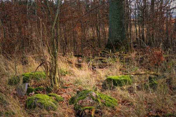 Stenen met groen mos in een winterbos. Foto uit Eslov, Scania, Zweden — Stockfoto