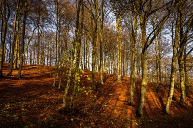 Altın renklerle süslenmiş bir sonbahar ormanı. Fotoğraf: Fyle Vadisi, Scania, İsveç