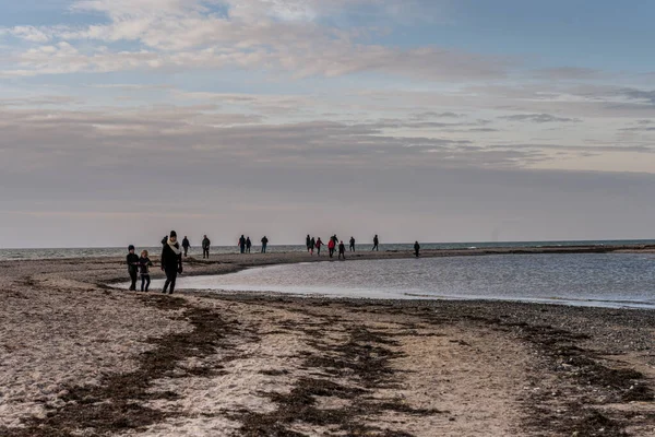 La gente está haciendo senderismo en una reserva natural para ver una colonia de focas del puerto. Foto de Falsterbo en Scania, Suecia — Foto de Stock