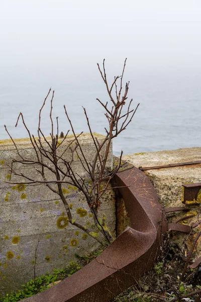 A bush and a rusty metal bar a foggy day in the harbor. Picture from Malmo, Sweden — Stock Photo, Image