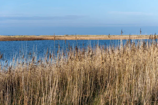 Grama longa seca em uma reserva natural arenosa. Céu azul e oceano ao fundo. Imagem de Falsterbo, Scania, sul da Suécia — Fotografia de Stock