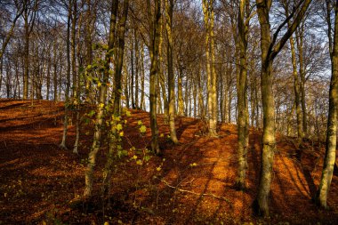 Altın renklerle süslenmiş bir sonbahar ormanı. Fotoğraf: Fyle Vadisi, Scania, İsveç