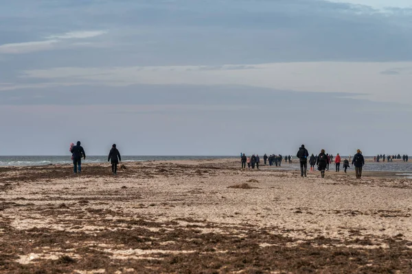 Die Menschen wandern in einem Naturschutzgebiet, um eine Seehundkolonie zu sehen. Bild von Falsterbo in Schonen, Schweden — Stockfoto