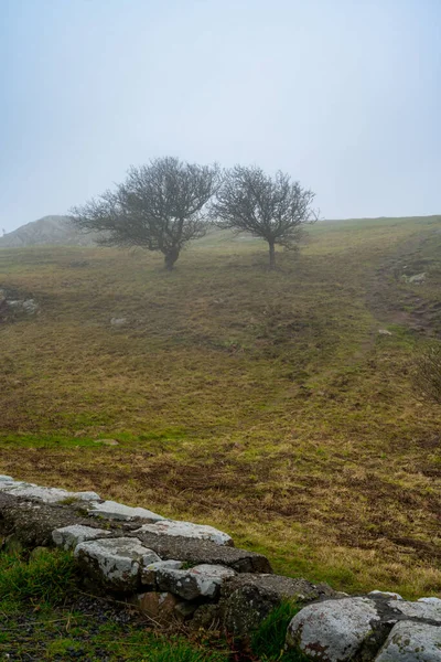 Dos árboles en un paisaje brumoso. Foto de la reserva natural de Kullen, Scania, Suecia — Foto de Stock