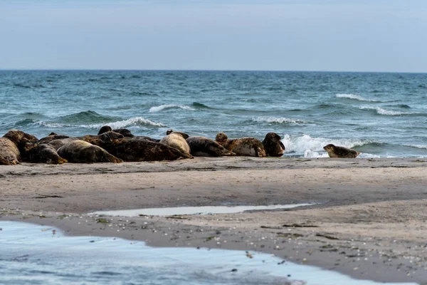 항구에 있는 물범 서식지는 바다 근처의 모래톱에 있습니다. 사진 : Falsterbo from Scania, Sweden — 스톡 사진