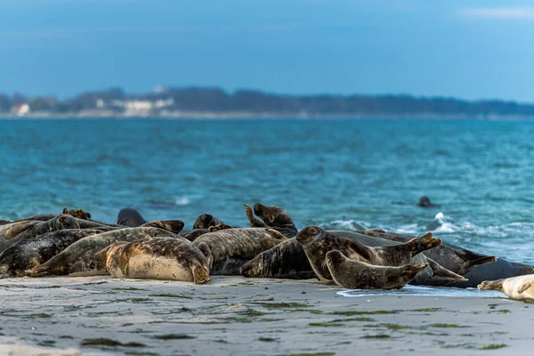 Una colonia de focas portuarias descansando en un banco de arena cerca del océano. Foto de Falsterbo en Scania, Suecia — Foto de Stock