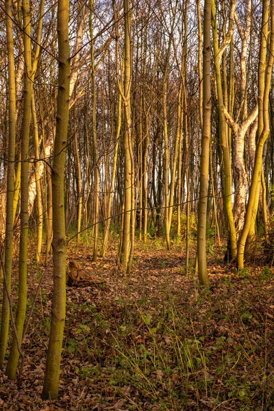 Jeunes arbres se baignant dans la lumière du soleil dorée heure. Photo du comté de Scania, Suède — Photo