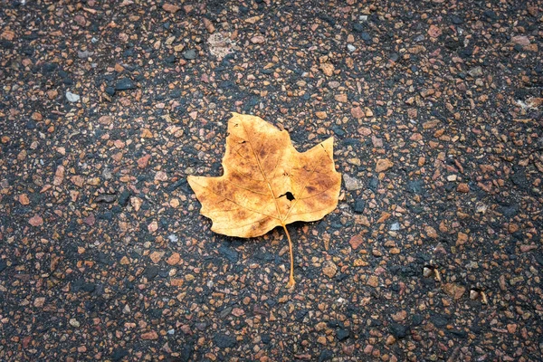 Uma folha amarela de inverno no asfalto. Foto de Lomma Beach, Scania, Suécia — Fotografia de Stock