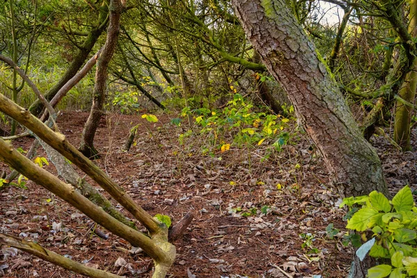 森の緑の中の木や植物。スウェーデン・ロンマの写真 — ストック写真