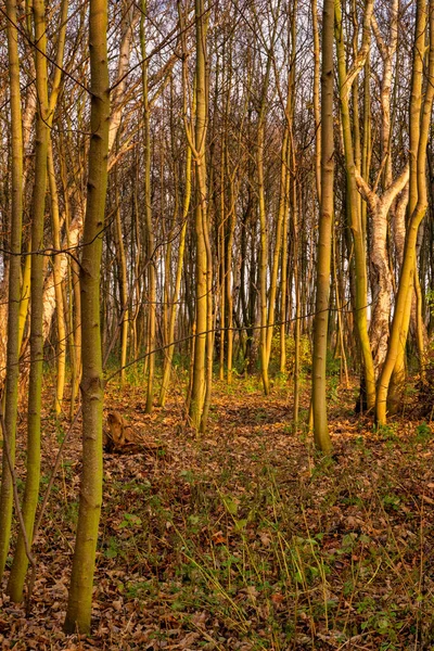 Jeunes arbres se baignant dans la lumière du soleil dorée heure. Photo du comté de Scania, Suède — Photo