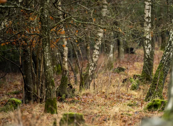 Een winter schilderstuk van een prachtig woud glade. Foto uit Scania, Zweden — Stockfoto