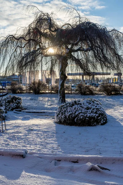 Een winterachtige schilderstuk van een boom in een besneeuwde tuin. Foto uit Scania provincie, Zweden — Stockfoto