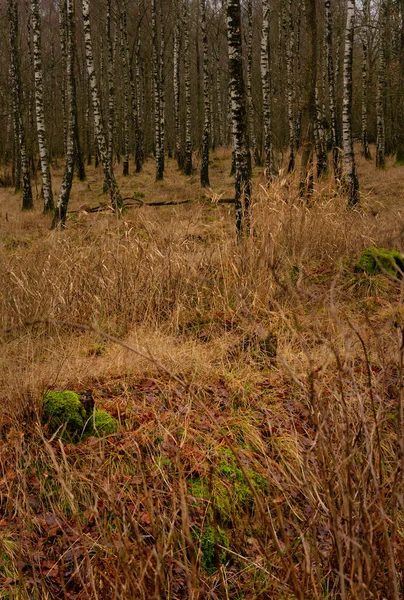 Uma imagem de inverno de uma bela clareira florestal. Imagem de Scania, Suécia — Fotografia de Stock