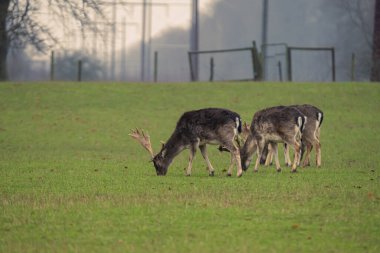 Fallow geyikleri çayırda otluyor. Fotoğraf: İskandinav, İsveç