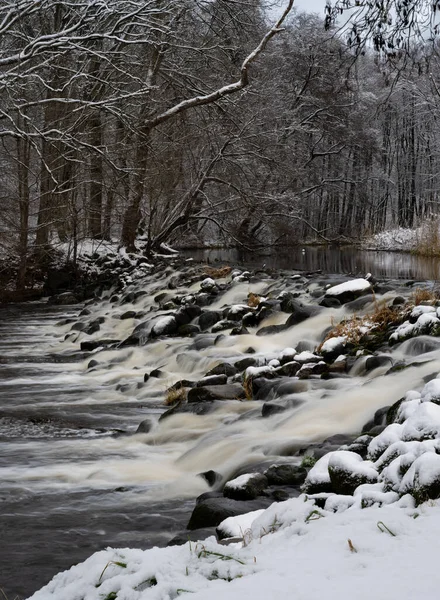 Rápidos fluviales en un bosque invernal nevado. Imagen Río Ronne, Scania, Suecia — Foto de Stock