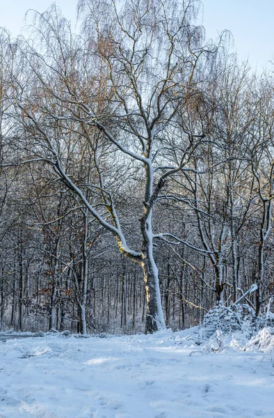 Ett träd täckt av snö en krispig kall vinterdag i en skog. Bild från Eslov, Sverige — Stockfoto