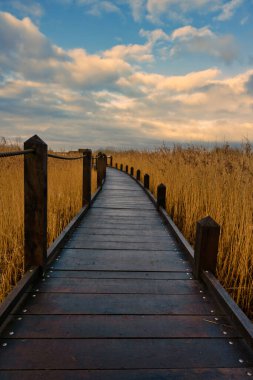 Altın renkli sazlıklarla dolu bir bataklıkta tahta bir yürüyüş. Arka planda muhteşem bir gökyüzü var. Fotoğraf: Lund, İsveç