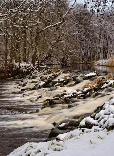Rápidos fluviales en un bosque invernal nevado. Imagen Río Ronne, Scania, Suecia — Foto de Stock
