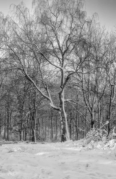 Karla kaplı bir ağacın siyah beyaz fotoğrafı. Ormanda kıtır kıtır bir kış günü. Fotoğraf: Eslov, İsveç — Stok fotoğraf