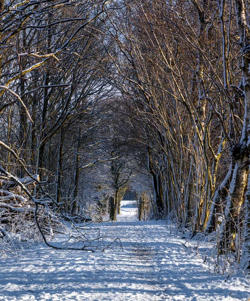 Ένα δασικό μονοπάτι καλυμμένο με χιόνι μια τραγανή κρύα χειμωνιάτικη μέρα. Φωτογραφία από το Eslov, Σουηδία — Φωτογραφία Αρχείου