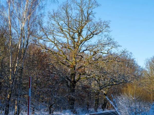 Un arbre couvert de neige une journée froide et croustillante d'hiver dans une forêt. Photo de Eslov, Suède — Photo