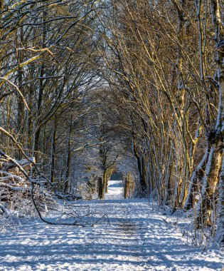 Karla kaplı bir orman yolu kıtır kıtır bir kış günü. Fotoğraf: Eslov, İsveç