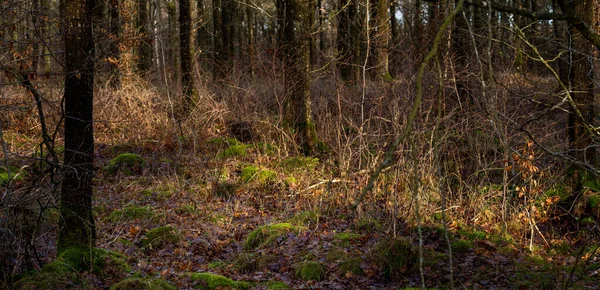 Een winter schilderstuk van een prachtig woud glade. Foto uit Scania, Zweden — Stockfoto