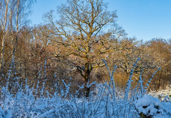 눈으로 덮힌 나무가 숲 속의 추운 겨울 날에는 바삭바삭 하게 춥습니다. 스웨덴의에 슬 로프에서 찍은 사진 — 스톡 사진