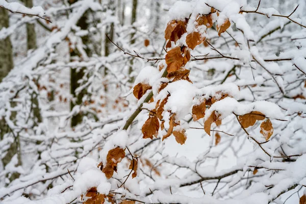 Ένα κλαδί δέντρου με κόκκινα φύλλα καλυμμένο με λευκό χιόνι. Φωτογραφία από Scania, Σουηδία — Φωτογραφία Αρχείου