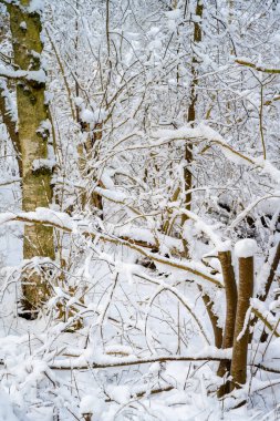 Beyaz karla kaplı bir orman. Fotoğraf: İskandinav, İsveç